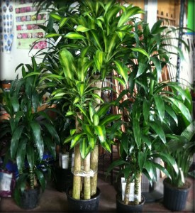 somerville-spring-tropical-indoor-plants-rickys-union-square1